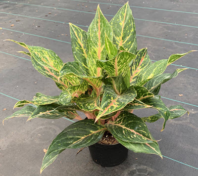 Dazzling Gem Aglaonema